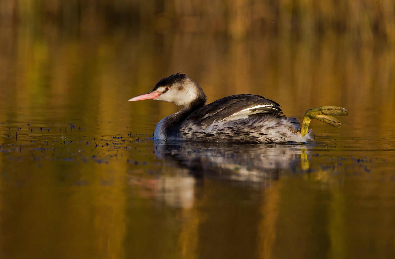 great crested grebe