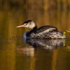 great crested grebe