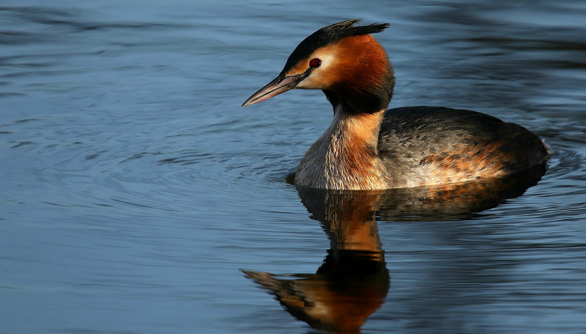 Great Crested Grebe 