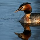 Great Crested Grebe 