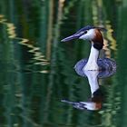 Great Crested Grebe