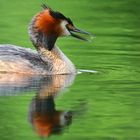 Great crested grebe