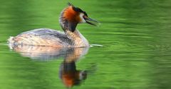 Great crested grebe