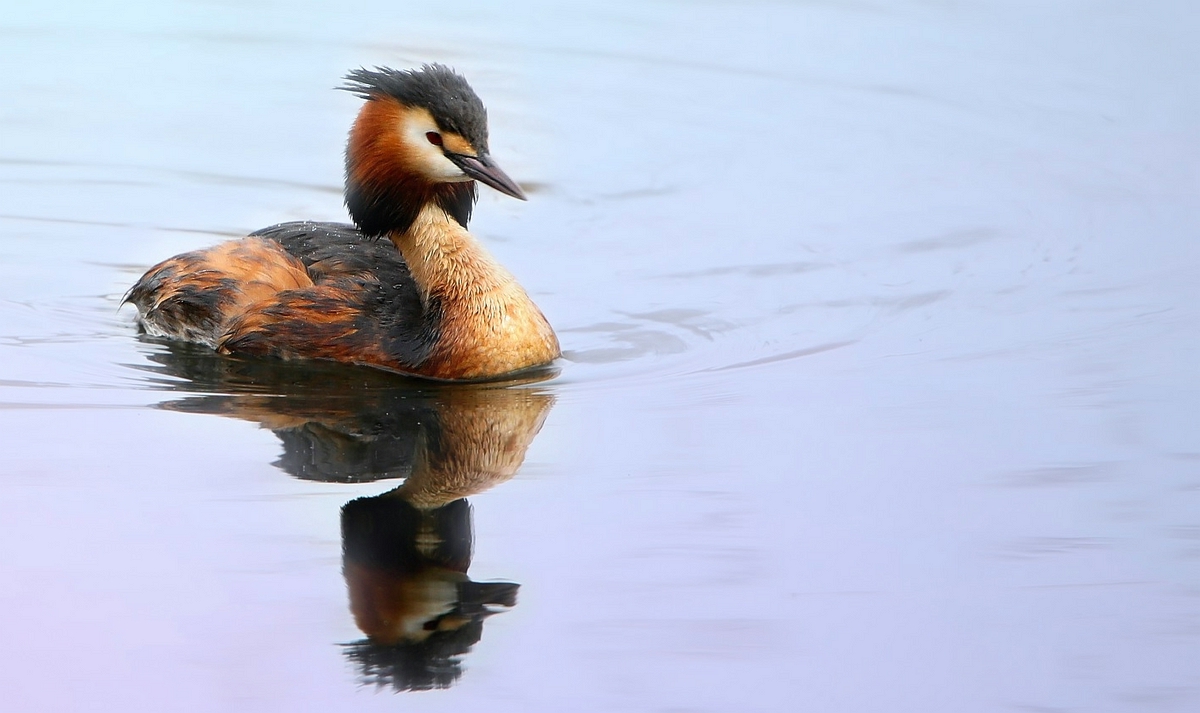 Great Crested Grebe