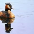 Great Crested Grebe