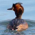 Great Crested Grebe / Haubentaucher