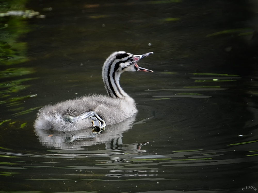 Great Crested Grebe ( juvenile)