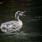 Great Crested Grebe ( juvenile)