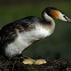 Great Crested Grebe on nest