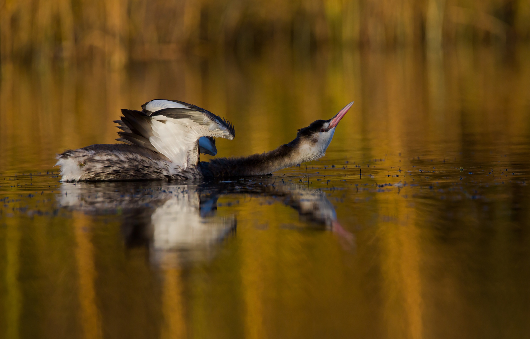 great crested grebe streching