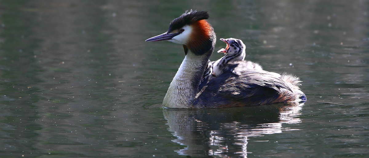 Great crested grebe taxi