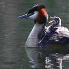 Great crested grebe taxi