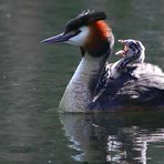 Great crested grebe taxi