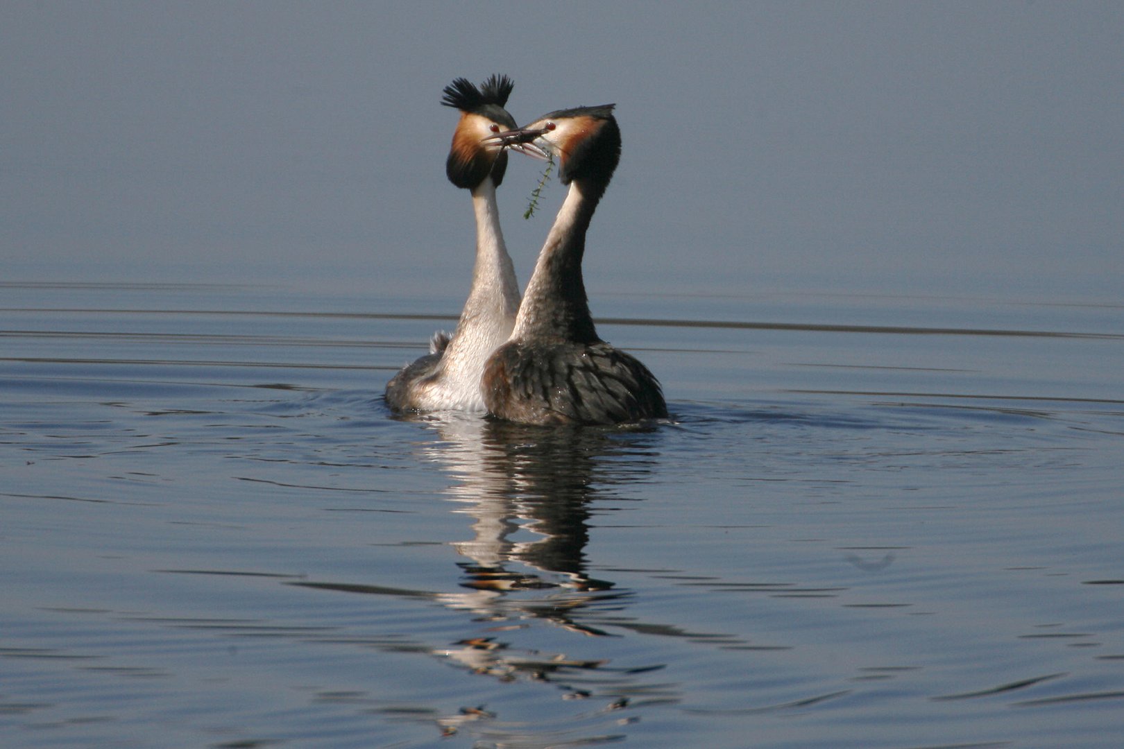 Great Crested Grebes