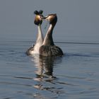 Great Crested Grebes