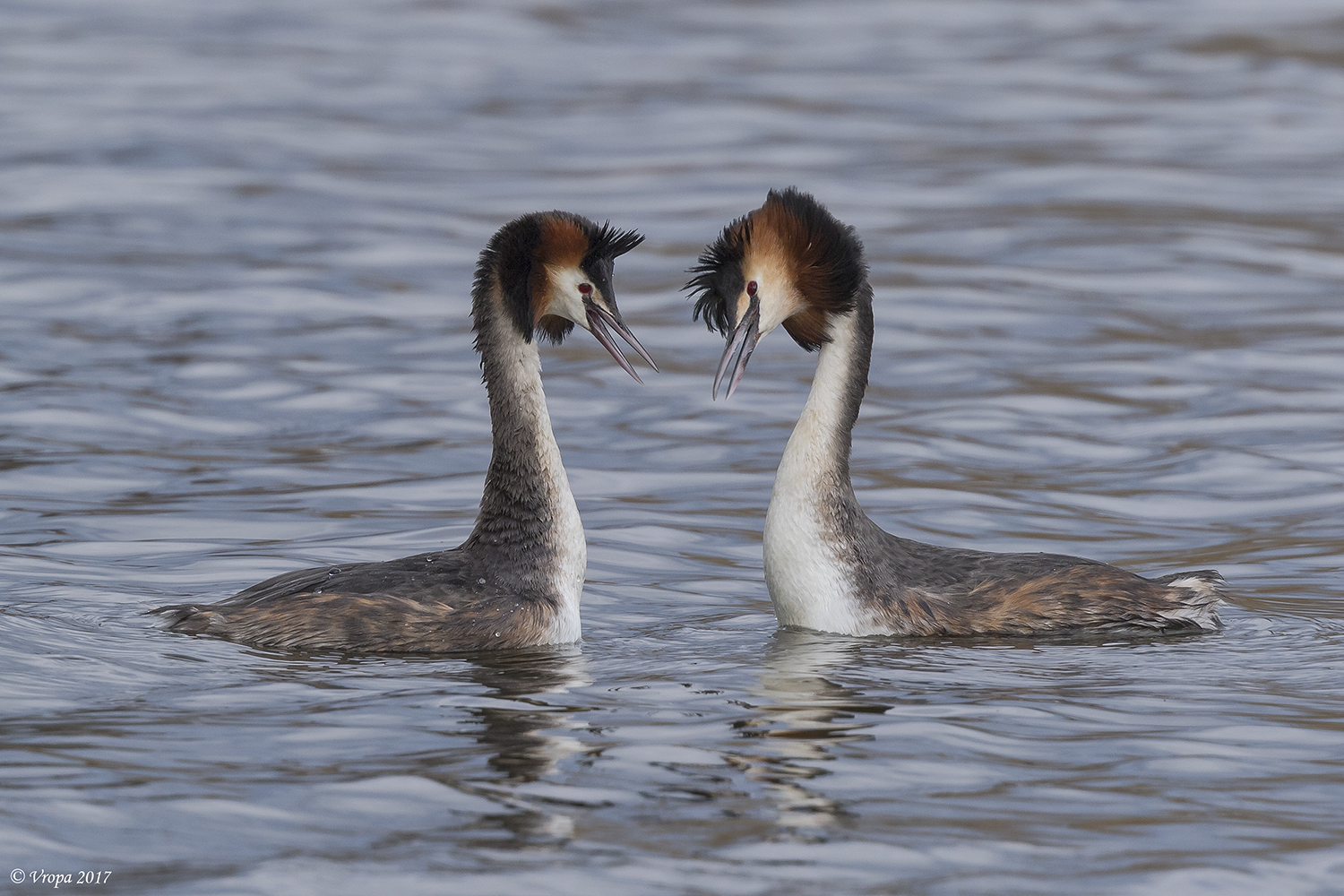 Great crested grebes.