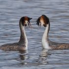 Great crested grebes.