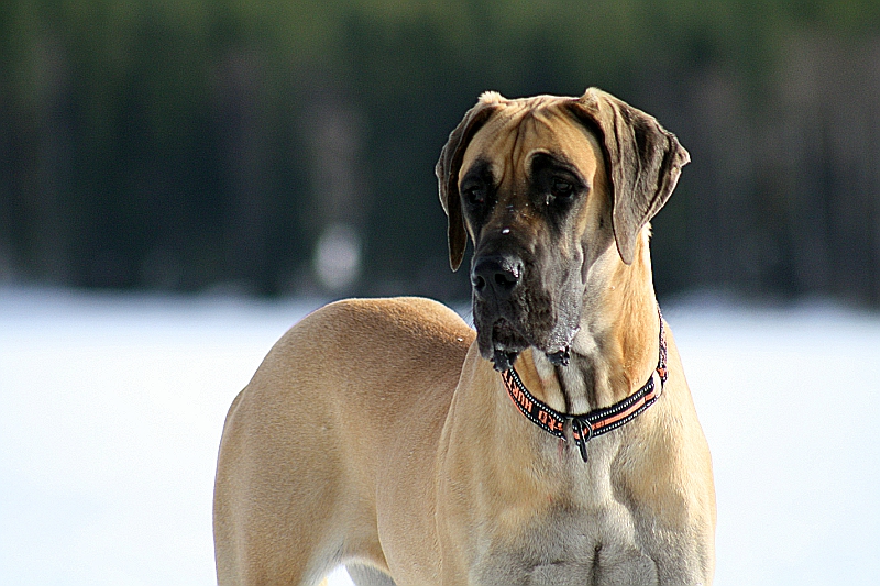 Great Dane called Heili