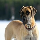 Great Dane called Heili