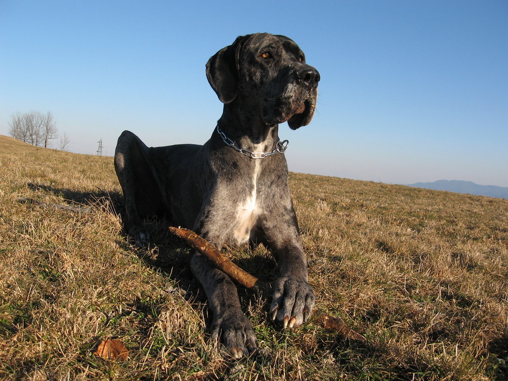 great dane