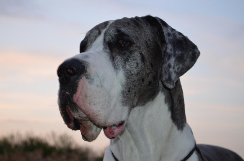 Great Dane Kuddel I