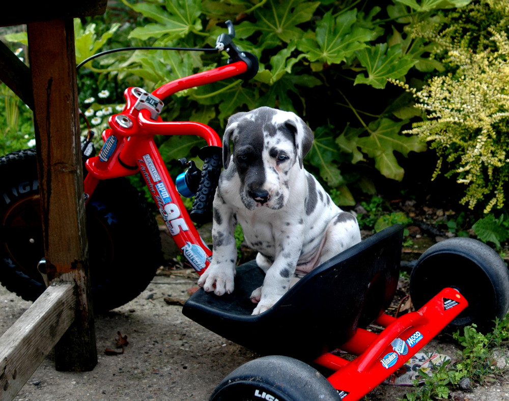 Great Dane Puppy On Bike