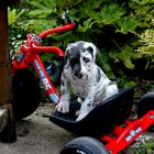 Great Dane Puppy On Bike