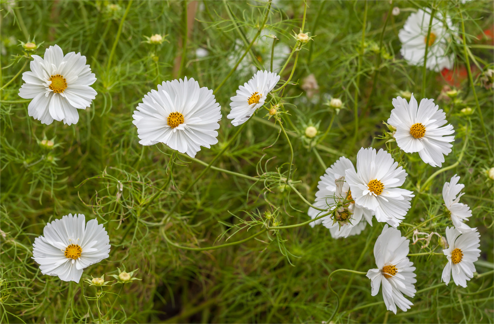 Great Dixter: Was blüht denn da?