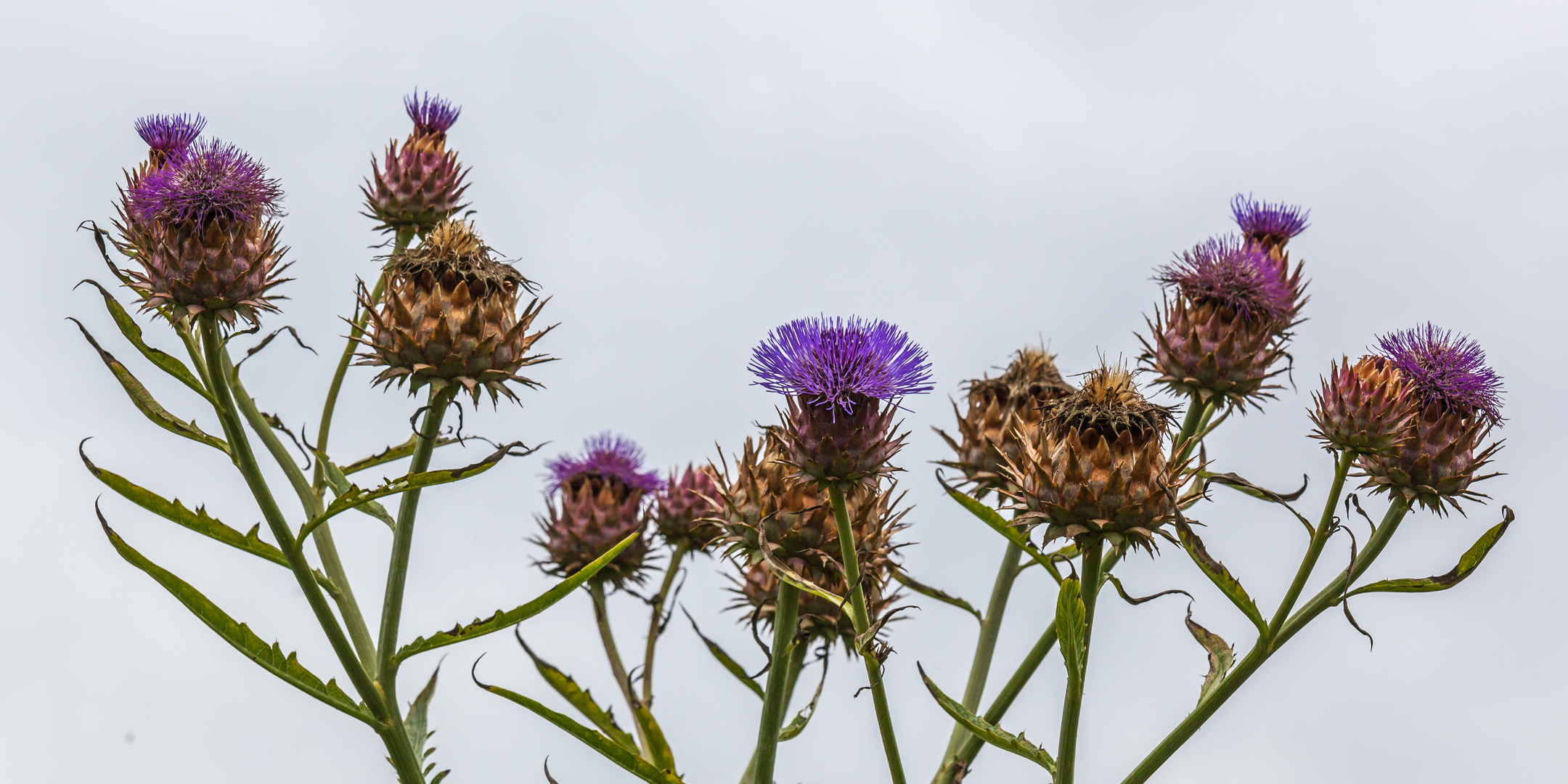 Great Dixter: Was blüht denn da?