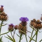 Great Dixter: Was blüht denn da?