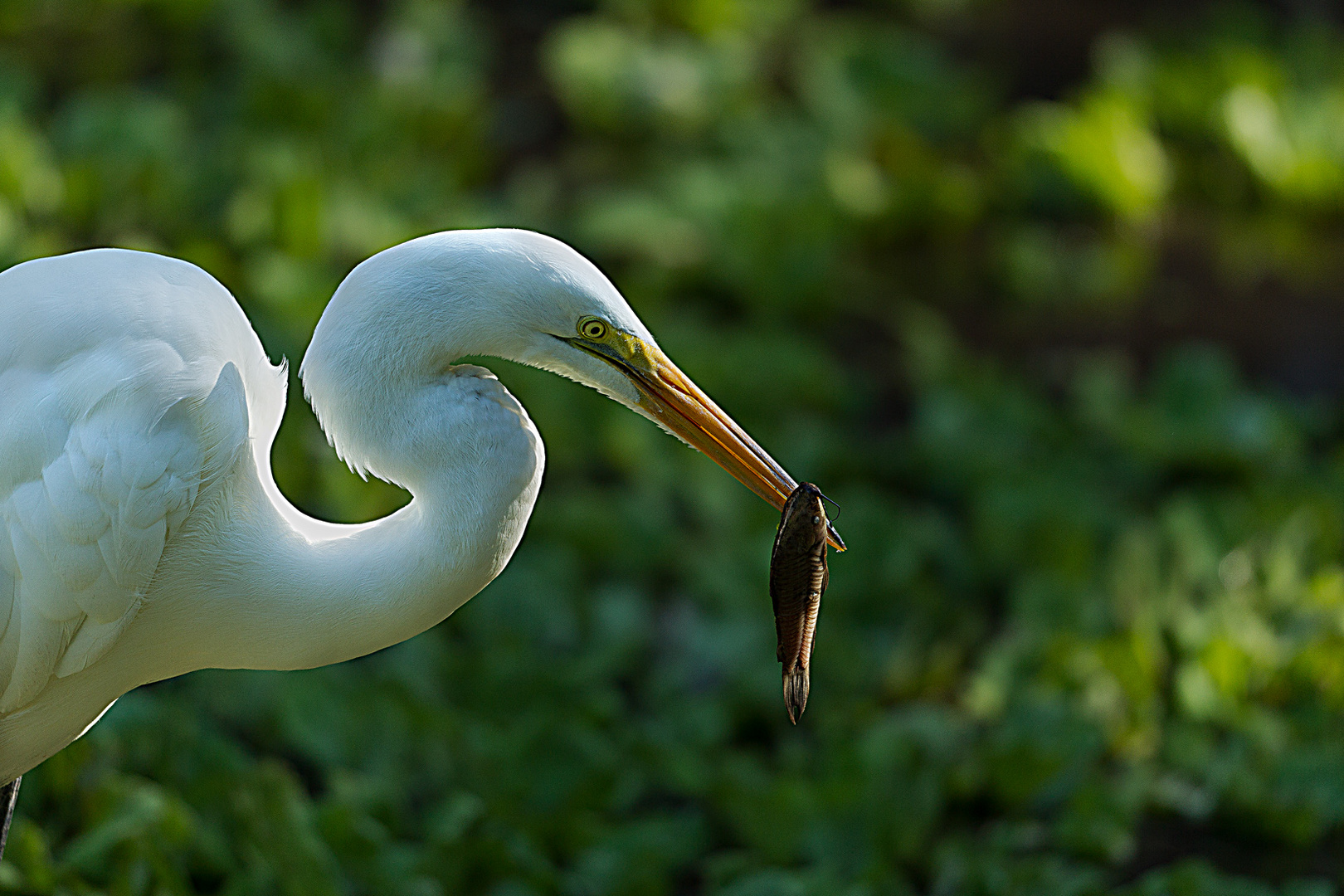 Great Egret