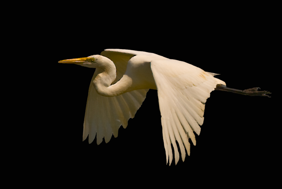 Great Egret #1