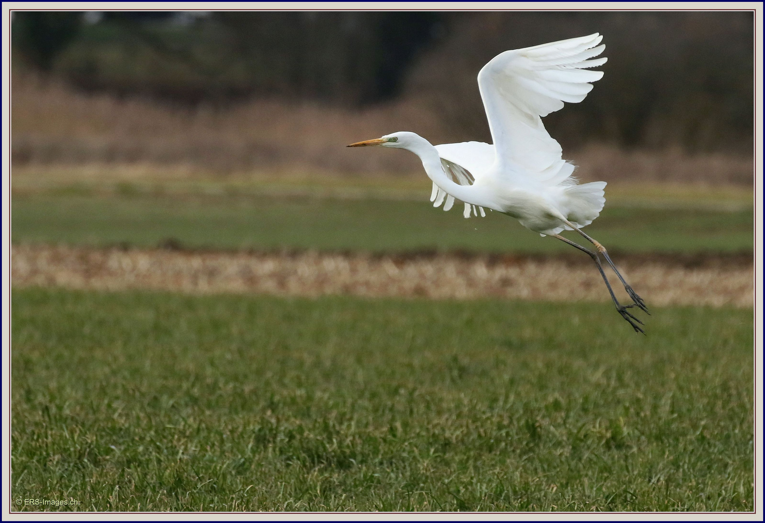 Great Egret 2018-03-08 055 Ardea Alba Airone bianco maggiore ©