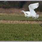 Great Egret 2018-03-08 055 Ardea Alba Airone bianco maggiore ©