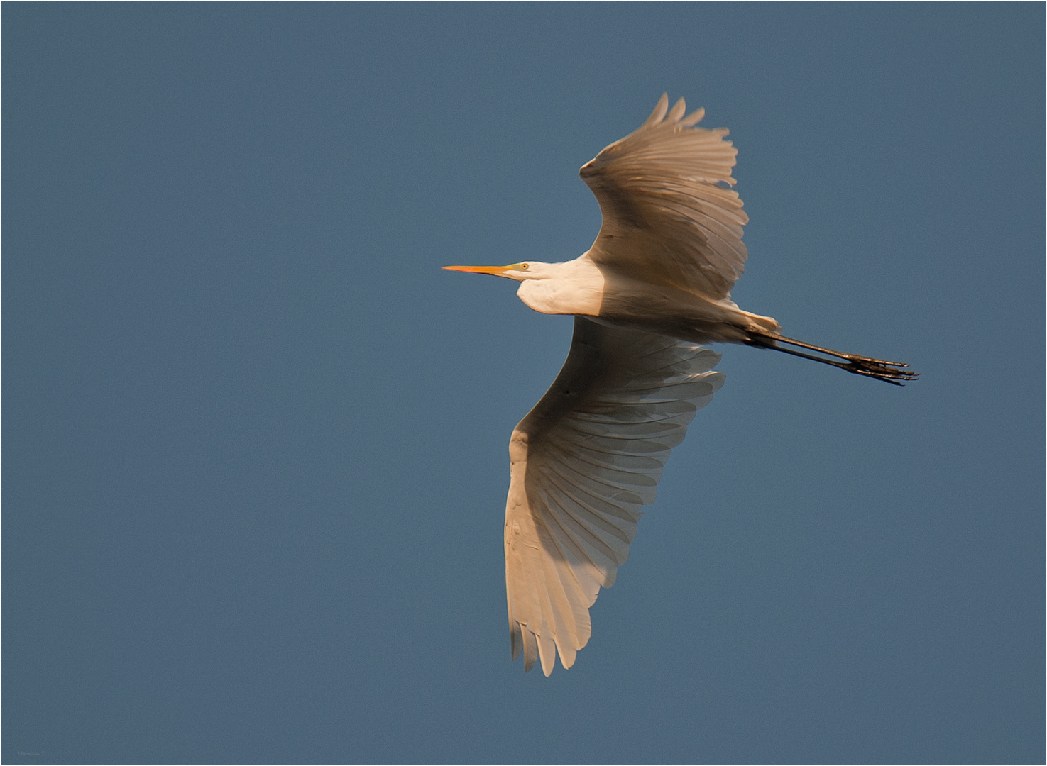 Great egret