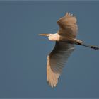 Great egret