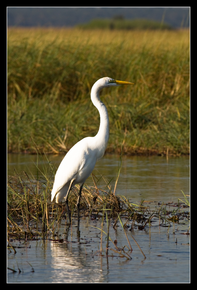 Great Egret