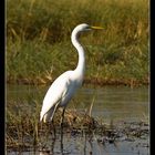 Great Egret