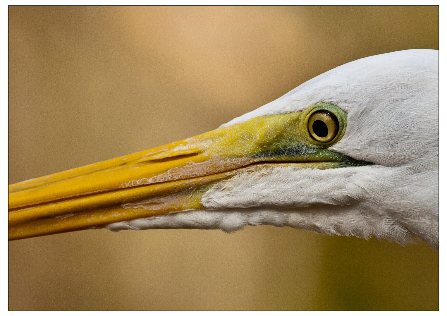 Great Egret