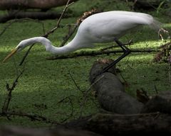 Great Egret (Ardea alba) 2