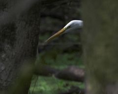 Great Egret (Ardea alba)