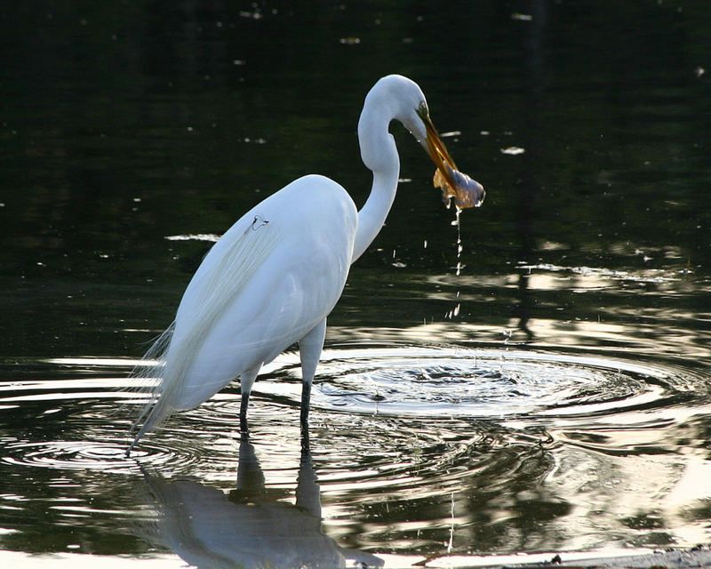 Great Egret (Casmerodius albus)