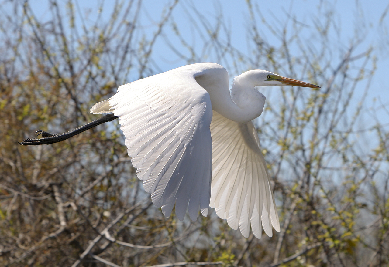 Great Egret