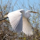 Great Egret