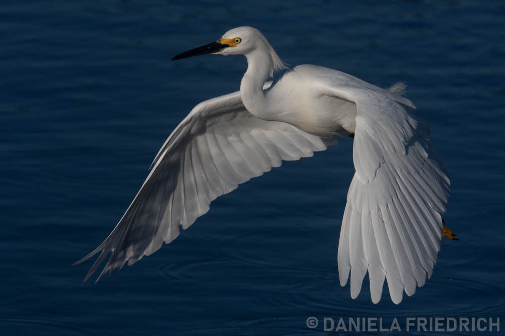 Great Egret