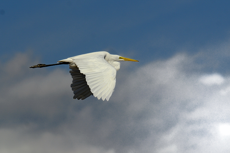 Great Egret