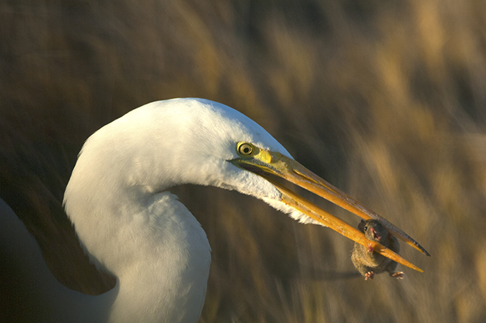 Great Egret Eating a Mouse