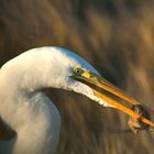 Great Egret Eating a Mouse