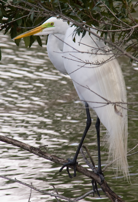 Great Egret