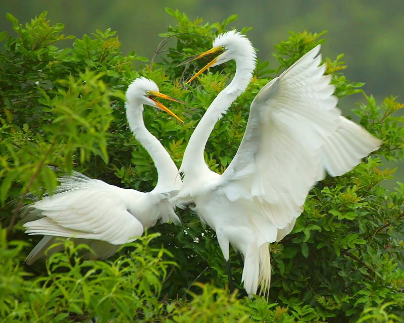 Great Egret Fledgings